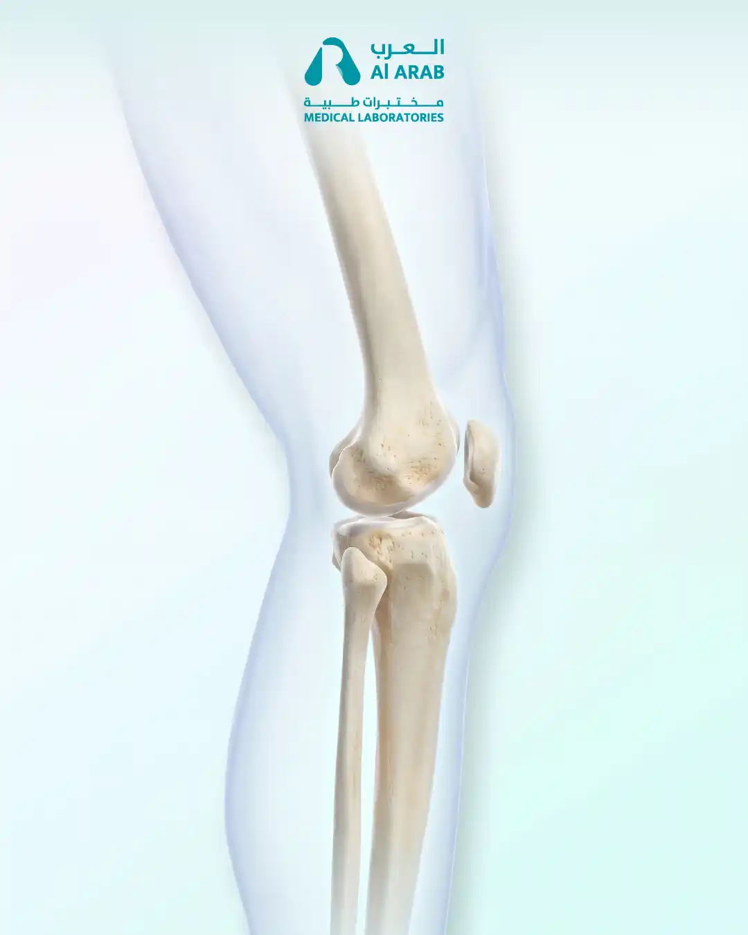 Osteoporosis And Bone Health